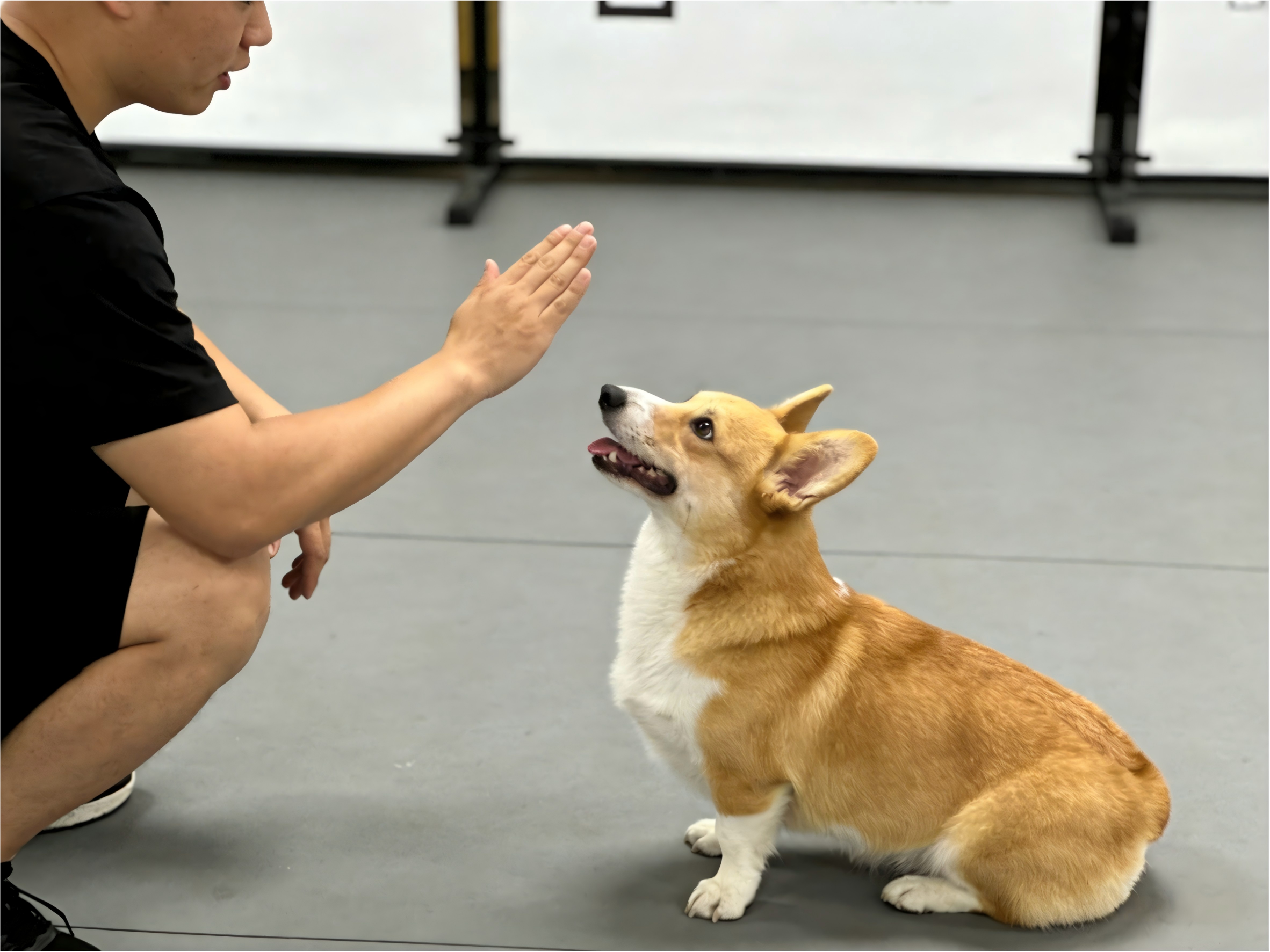 7 Most Useful Dog Training Tips for Beginners: A Step-by-Step Guide