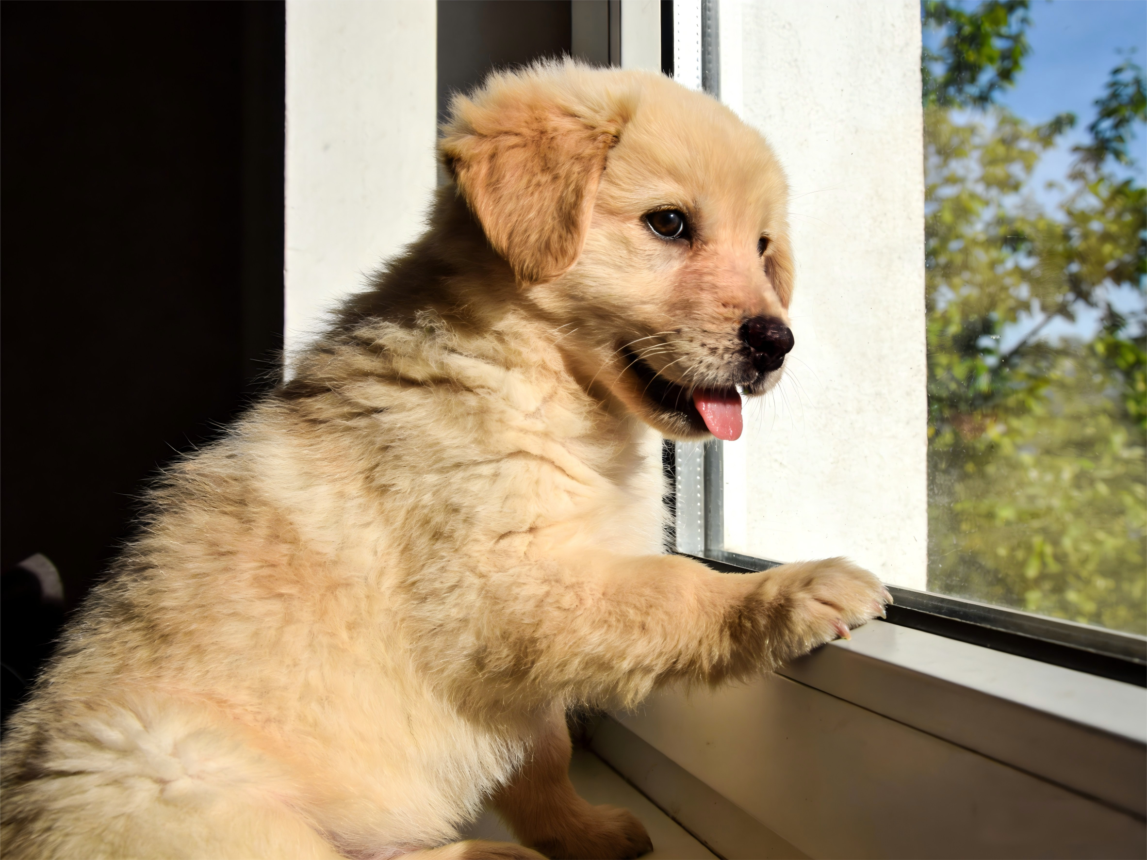 Dog DNA Test for Health: What It Really Tells You & How to Use It