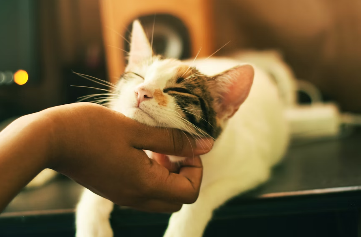 The Secret Life of Your Cat: Why Do Cats Sleep So Much and Seem to Ignore You?